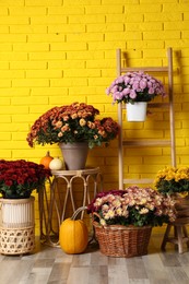 Beautiful potted fresh chrysanthemum flowers and pumpkins near yellow brick wall