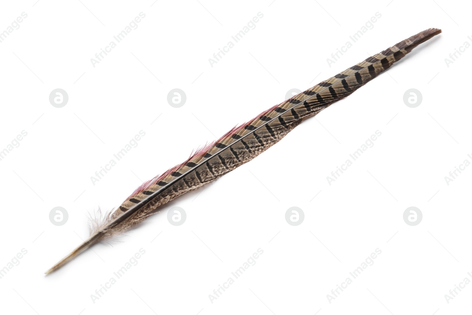 Photo of Beautiful brown bird feather isolated on white