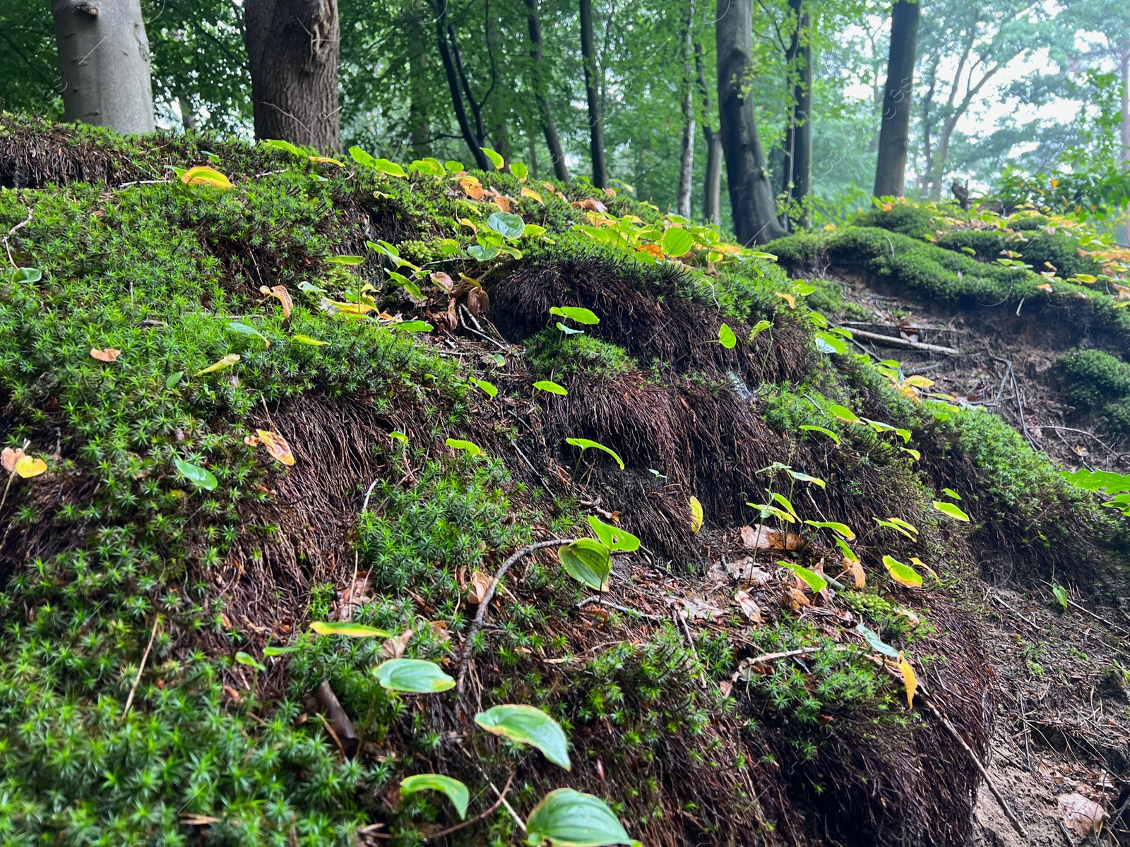 Photo of Beautiful green moss and wild plants growing in forest