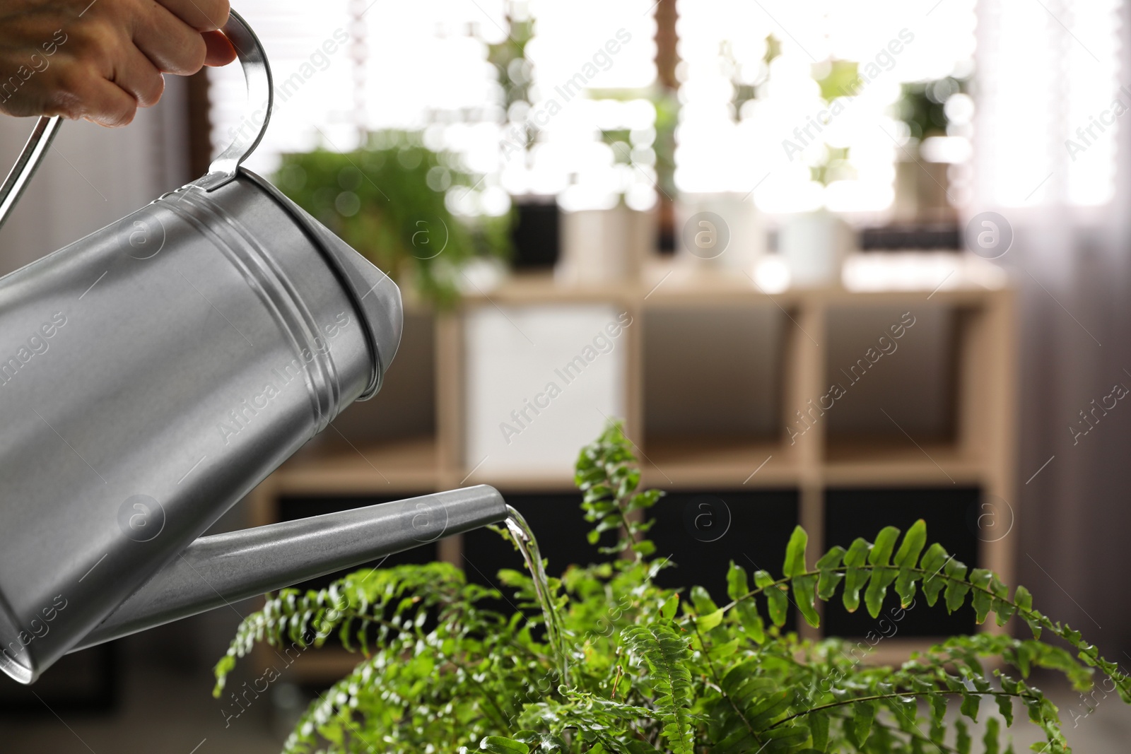 Photo of Woman watering fern indoors, closeup. Home plant