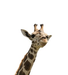 Photo of Beautiful spotted African giraffe on white background