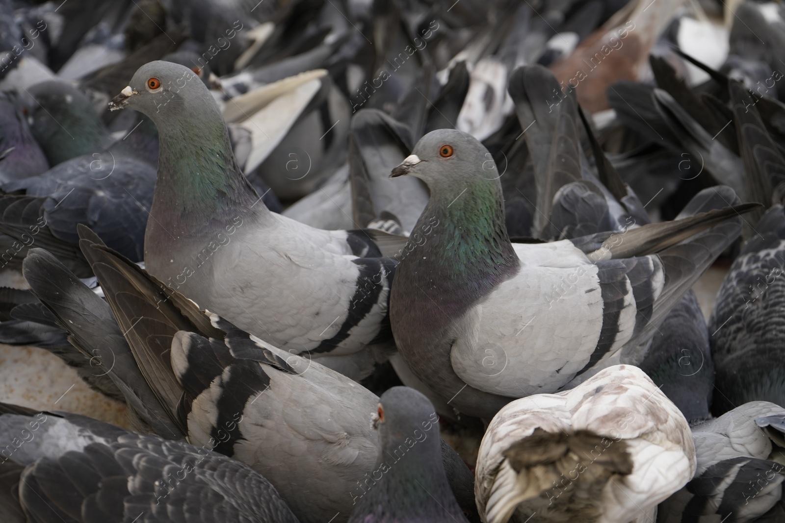 Photo of Flock of doves feeding on city street, closeup