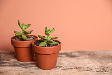 Photo of Beautiful succulents on wooden table, space for text. Interior decoration