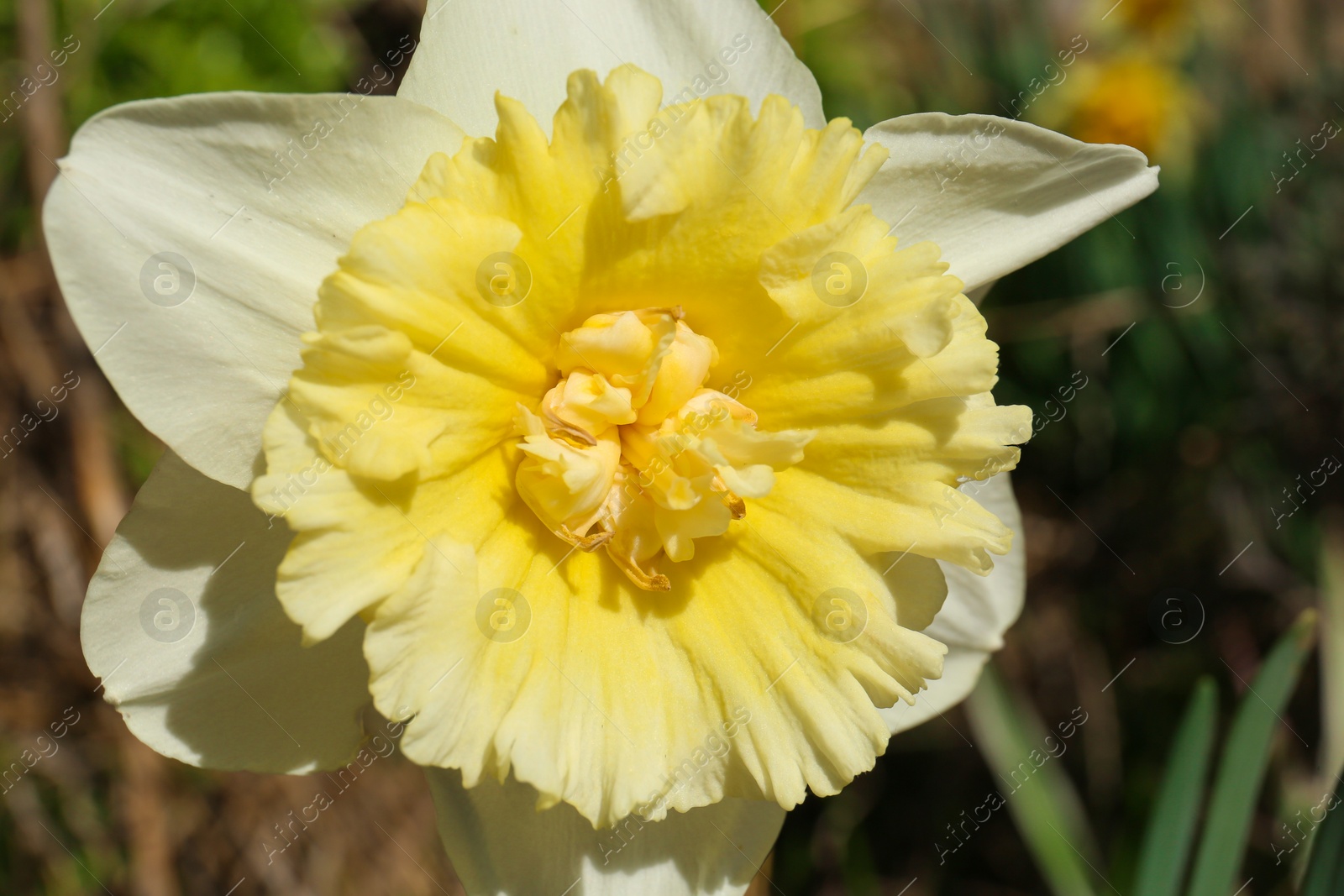 Photo of Beautiful yellow daffodil outdoors on spring day, closeup