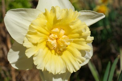 Beautiful yellow daffodil outdoors on spring day, closeup