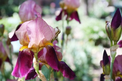 Photo of Beautiful bright irises in garden, closeup with space for text. Spring flowers