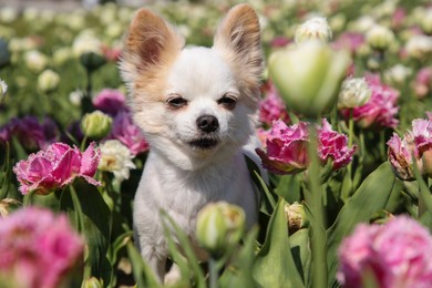 Cute Chihuahua dog among beautiful tulip flowers on sunny day
