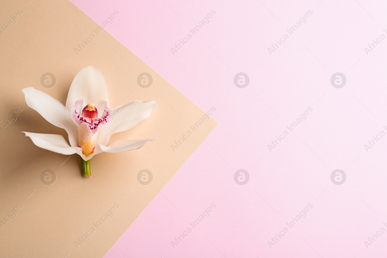 Photo of Beautiful tropical orchid flower on color background, top view. Space for text