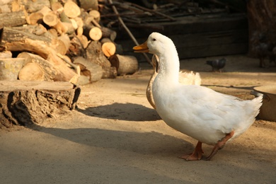 Photo of Beautiful domestic duck in yard. Farm animal