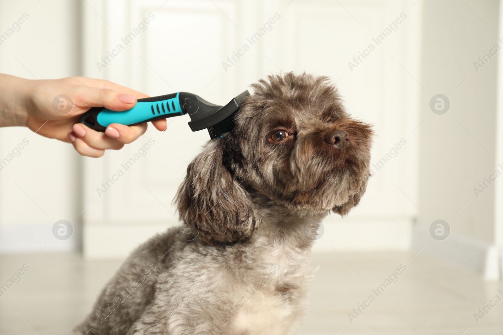 Photo of Woman brushing cute Maltipoo dog indoors, closeup. Lovely pet