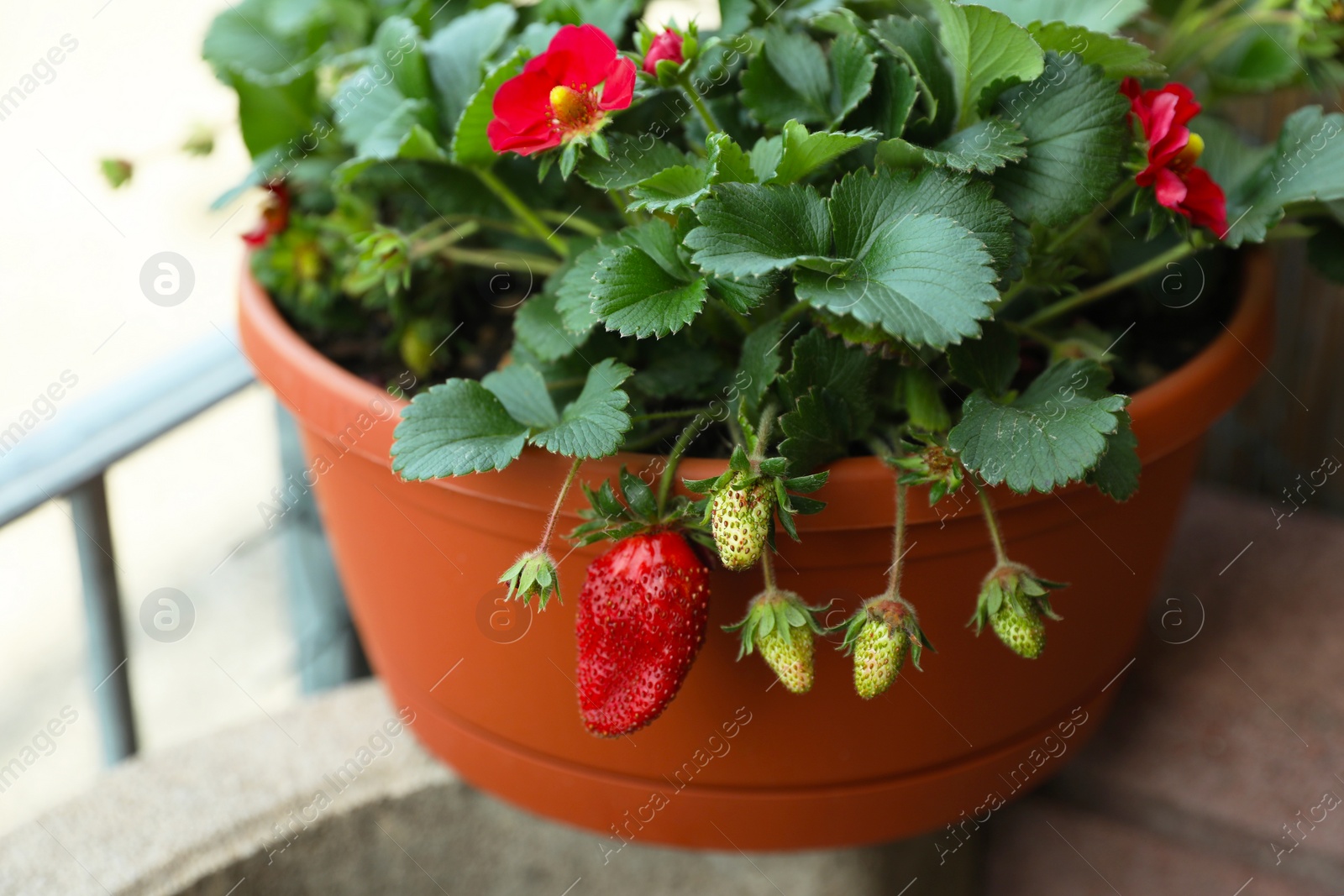 Photo of Beautiful strawberry plant with ripe and unripe fruits in pot, closeup