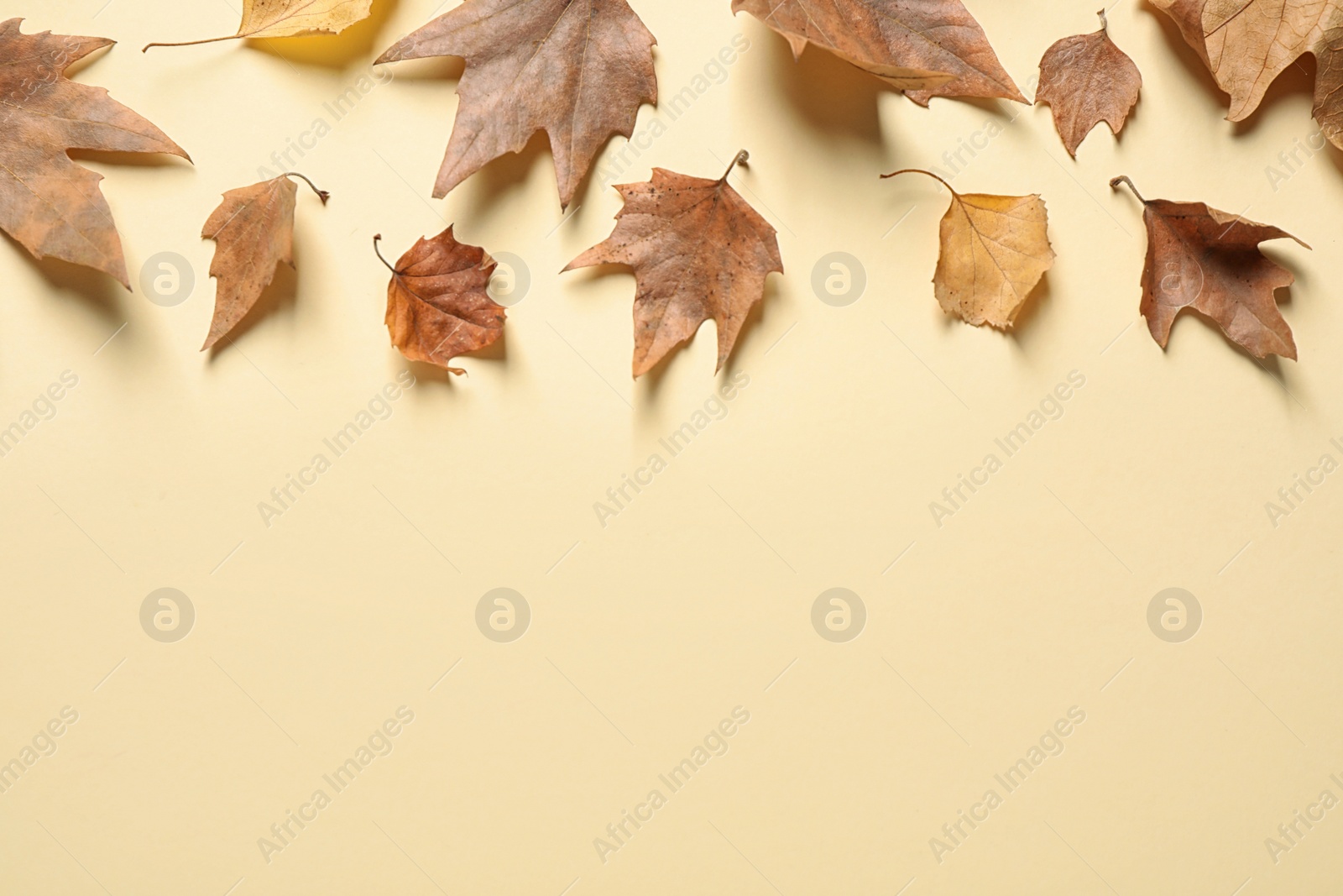 Photo of Flat lay composition with autumn leaves on beige background. Space for text