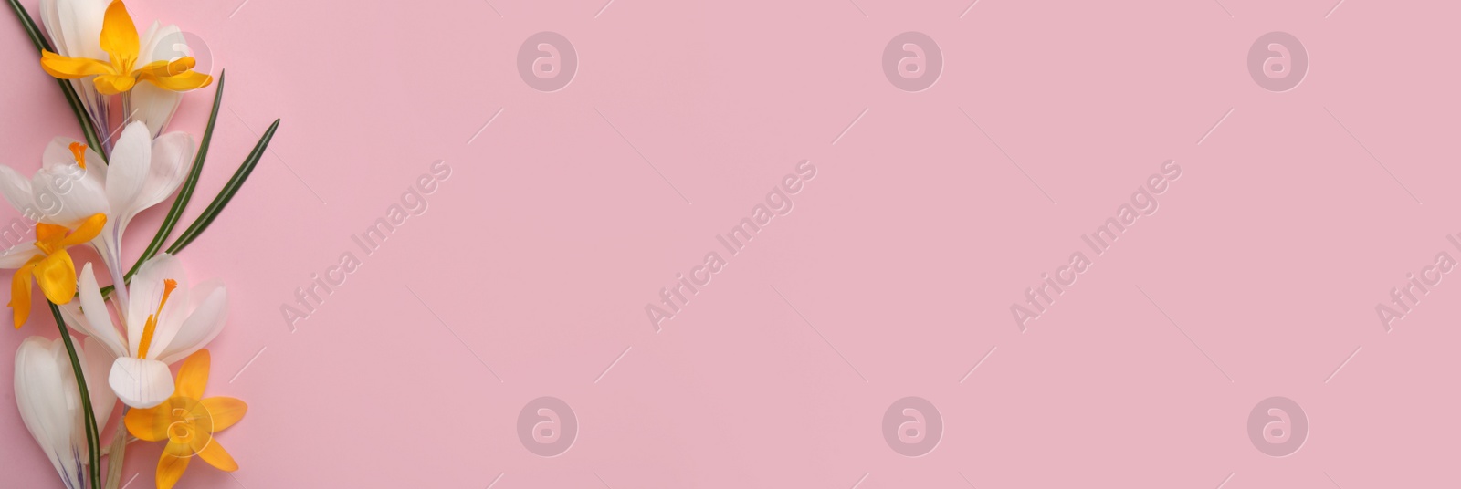 Photo of Beautiful crocus flowers on pink background, flat lay. Space for text