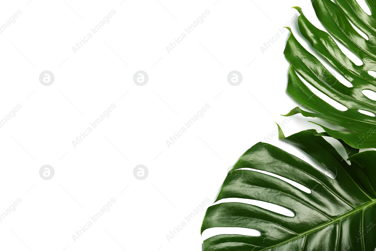 Photo of Fresh tropical monstera leaves on white background, top view