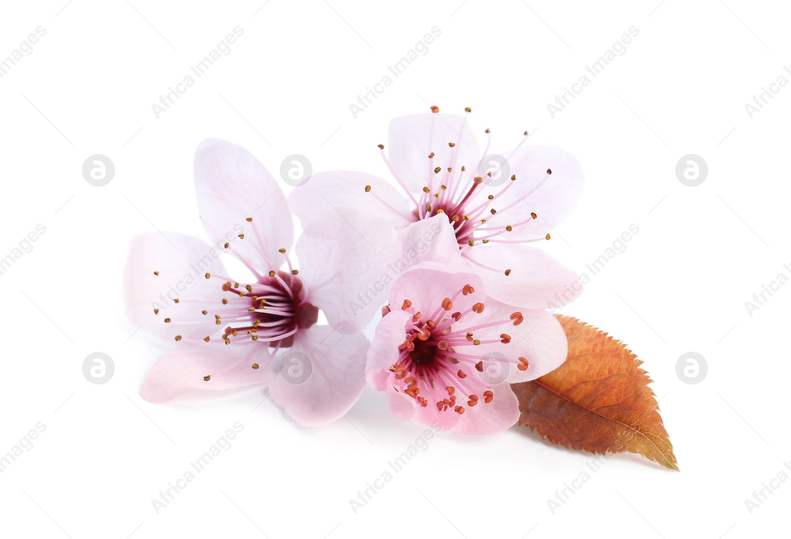 Photo of Beautiful plum blossom isolated on white. Spring season