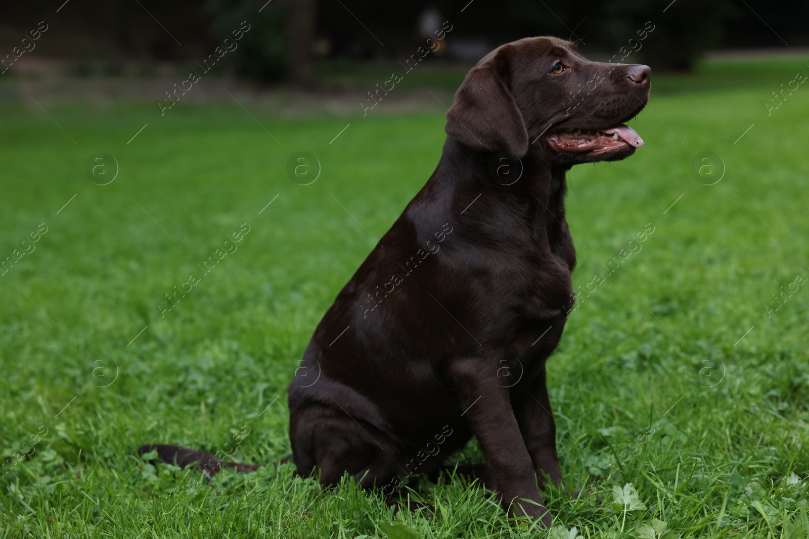 Photo of Adorable Labrador Retriever dog sitting on green grass in park, space for text