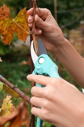 Photo of Woman pruning tree branch by secateurs outdoors, closeup