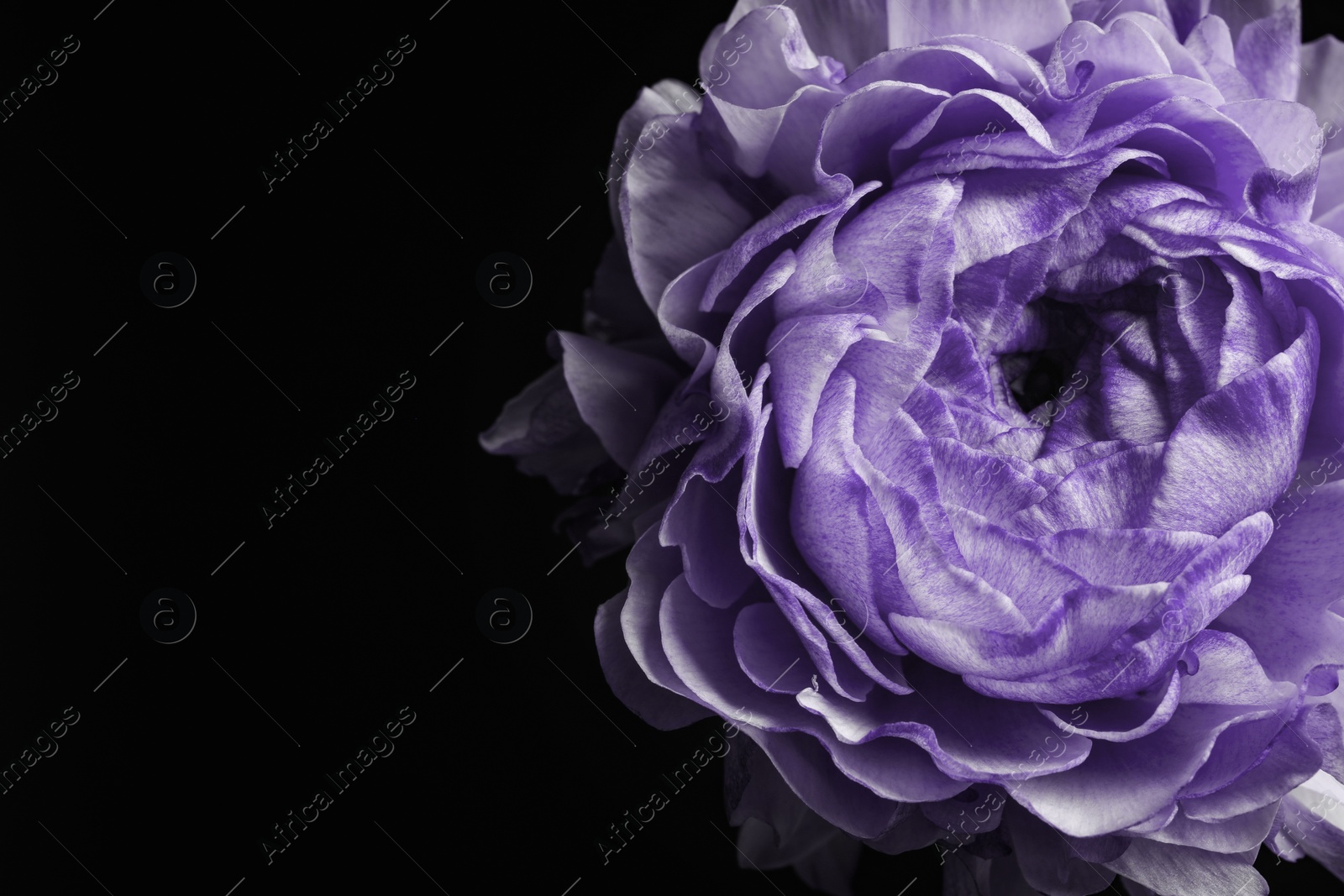 Image of Violet flower on black background, closeup. Funeral attributes