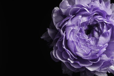 Violet flower on black background, closeup. Funeral attributes