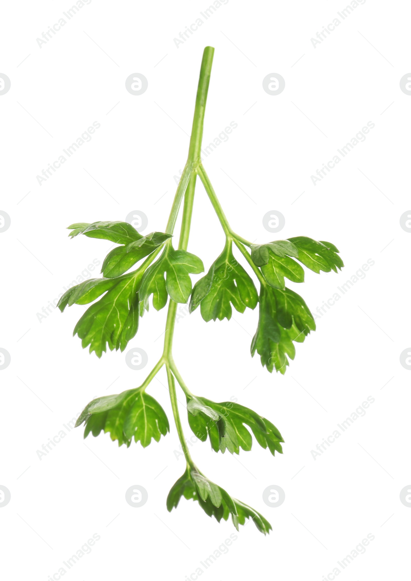 Photo of Fresh green organic parsley on white background