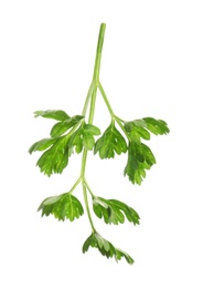 Fresh green organic parsley on white background