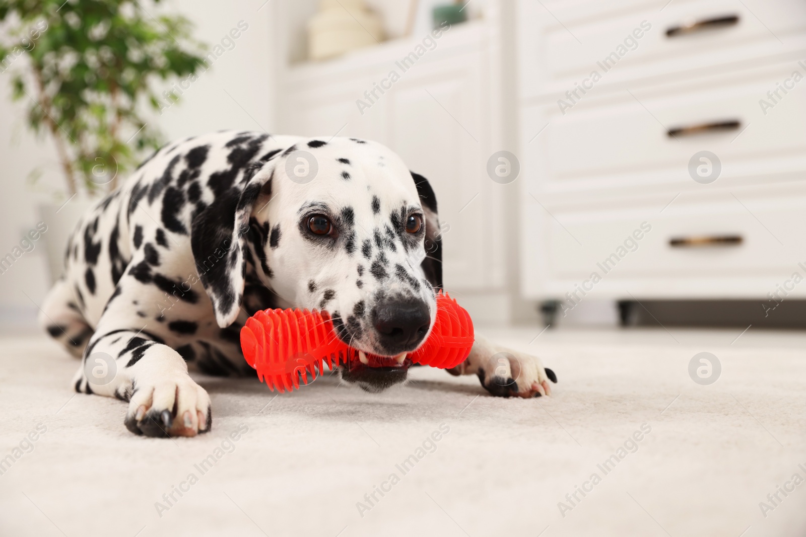 Photo of Adorable Dalmatian dog playing with toy indoors. Lovely pet