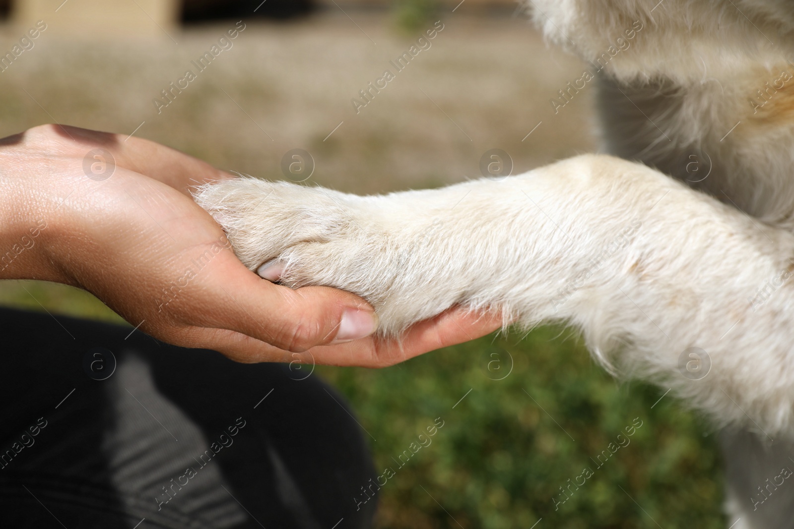 Photo of Woman holding dog's paw outdoors, closeup. Concept of volunteering