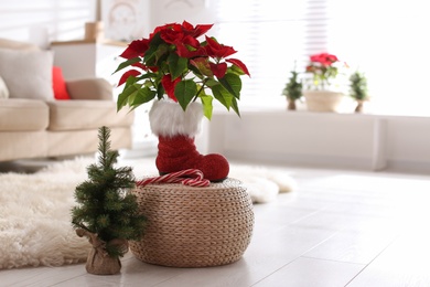Photo of Beautiful poinsettia and candy canes on wicker stand near decorative tree indoors, space for text. Traditional Christmas flower
