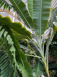 Photo of Many different plants growing in botanical garden