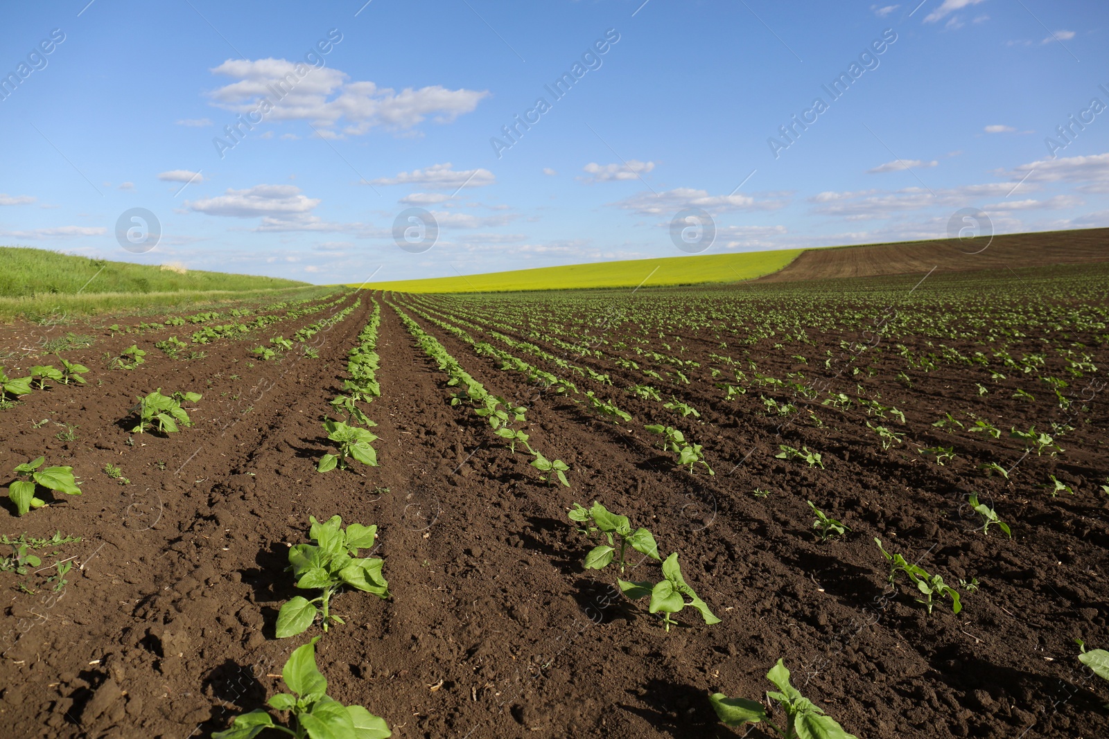 Photo of Agricultural field with sunflower seedlings on sunny day