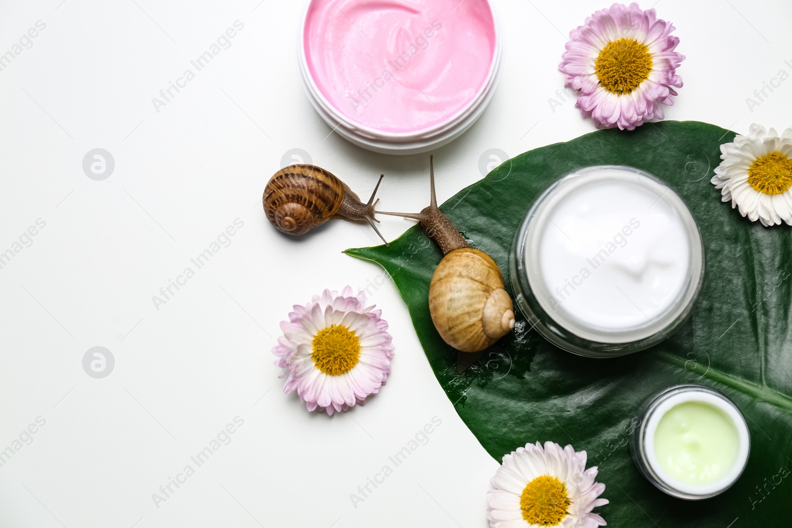 Photo of Composition with snails and cosmetic products on white background, top view