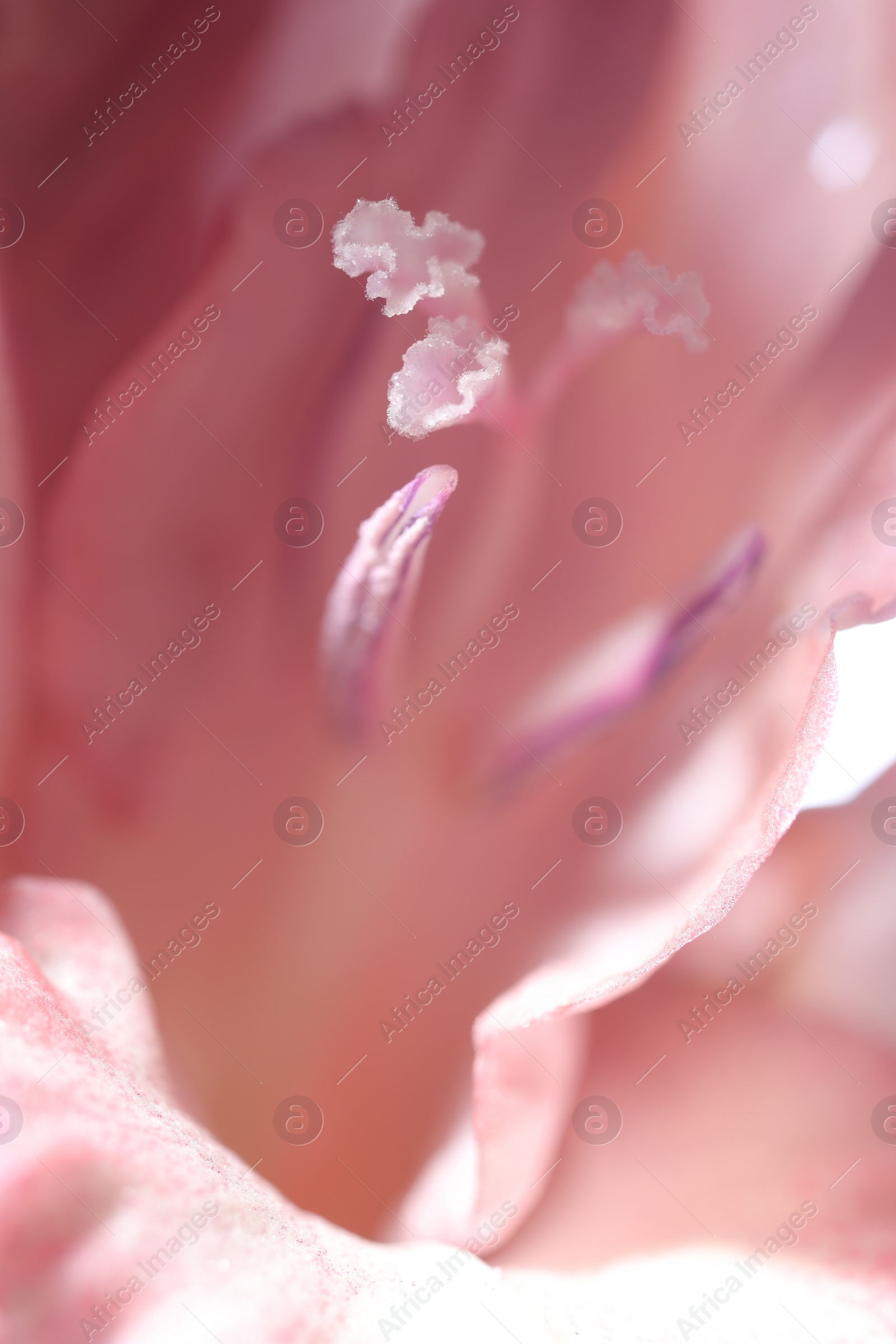 Photo of Beautiful pink Gladiolus flower as background, macro view