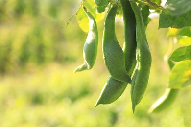 Photo of Fresh green beans growing outdoors on sunny day, closeup