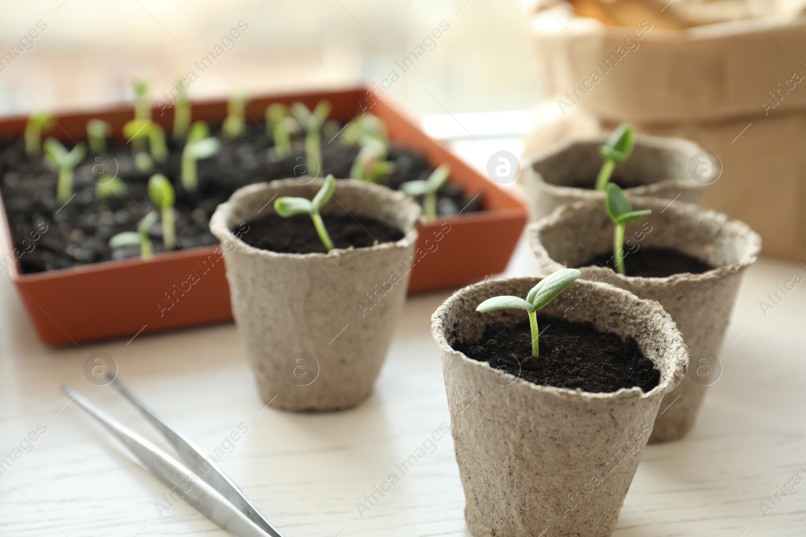 Photo of Young seedlings and tweezers on white wooden table