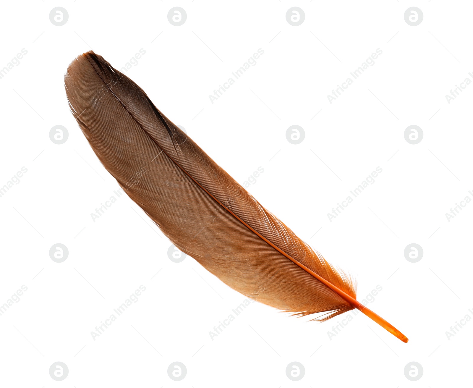 Photo of Beautiful orange bird feather isolated on white