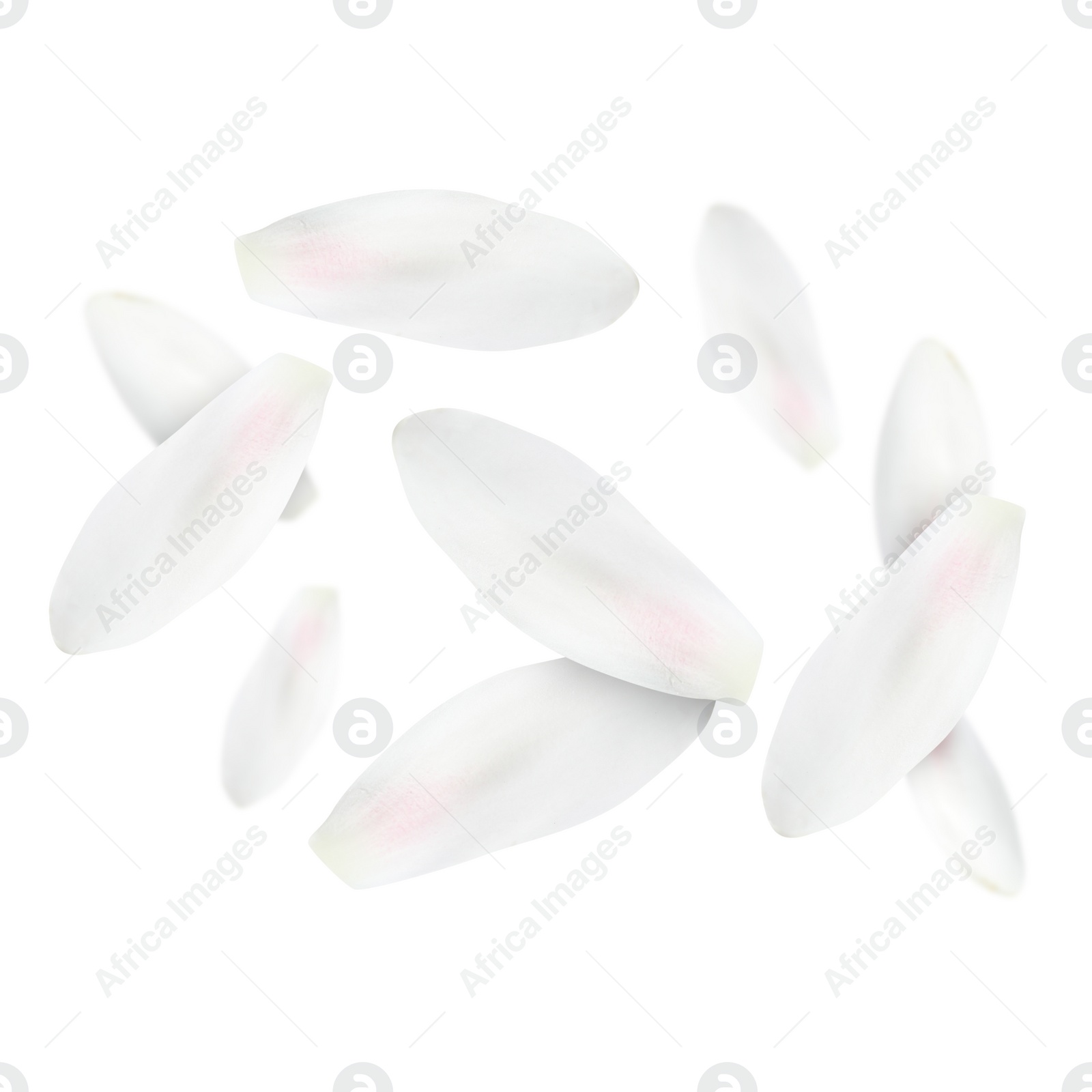 Image of Lotus flower petals falling on white background