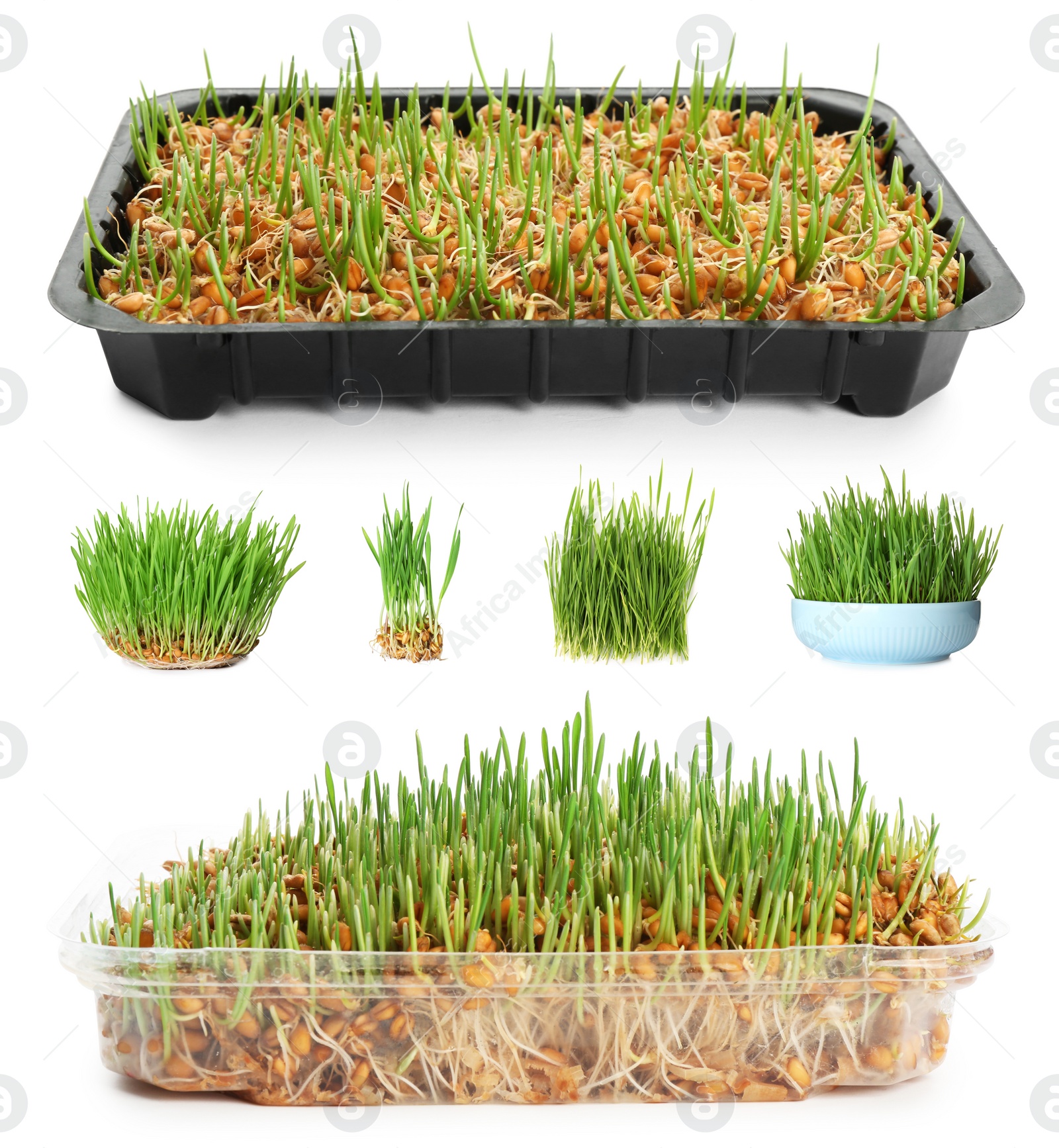 Image of Set with fresh wheat grass on white background