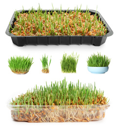 Set with fresh wheat grass on white background