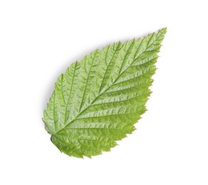 One green raspberry leaf isolated on white, top view