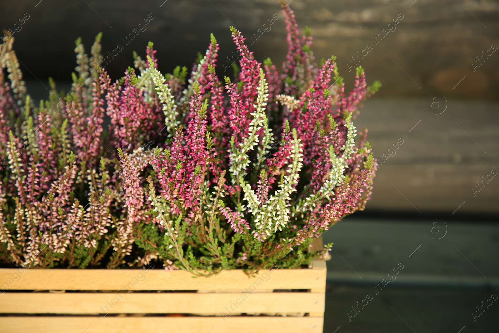 Photo of Beautiful heather flowers in crate near wooden wall, closeup