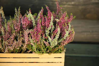 Photo of Beautiful heather flowers in crate near wooden wall, closeup