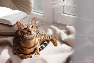 Cute Bengal cat on windowsill at home, space for text. Adorable pet