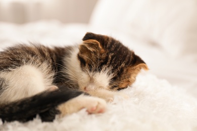 Photo of Adorable little kitten sleeping on white pillow indoors