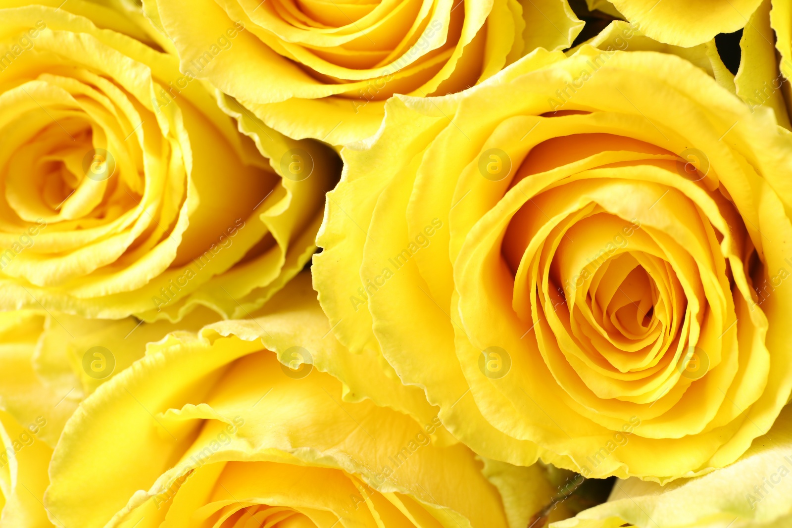 Photo of Beautiful bouquet of yellow roses as background, closeup