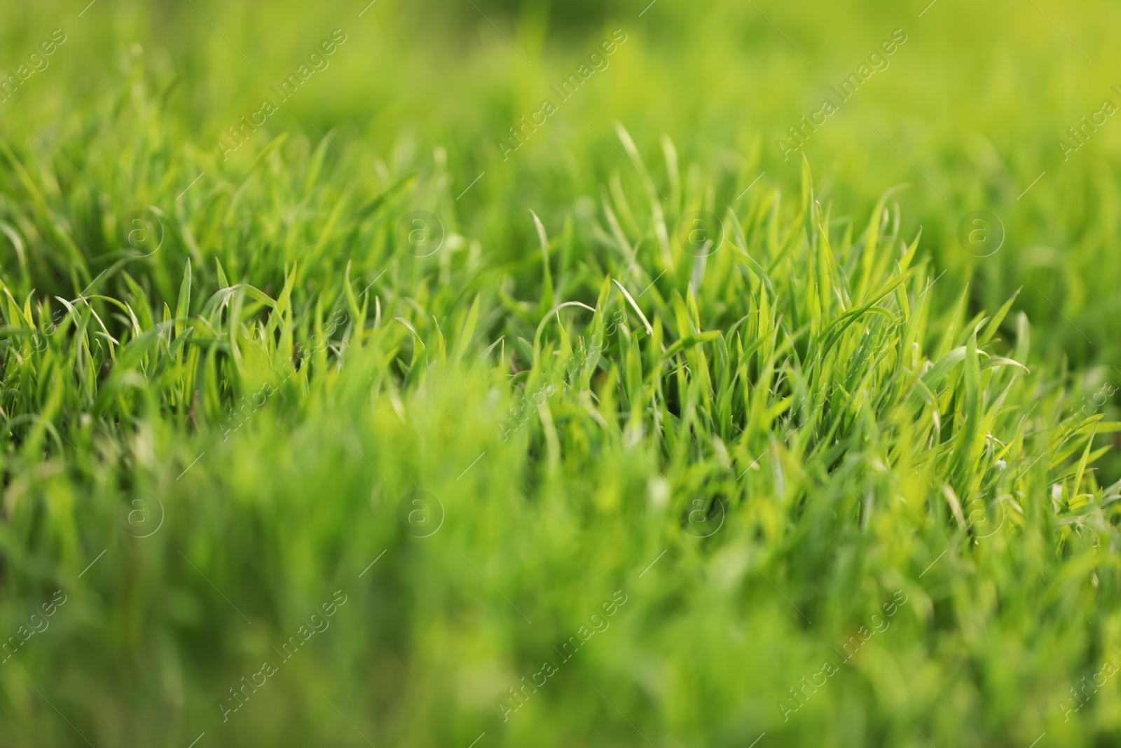 Photo of Beautiful green grass outdoors on spring day, closeup view