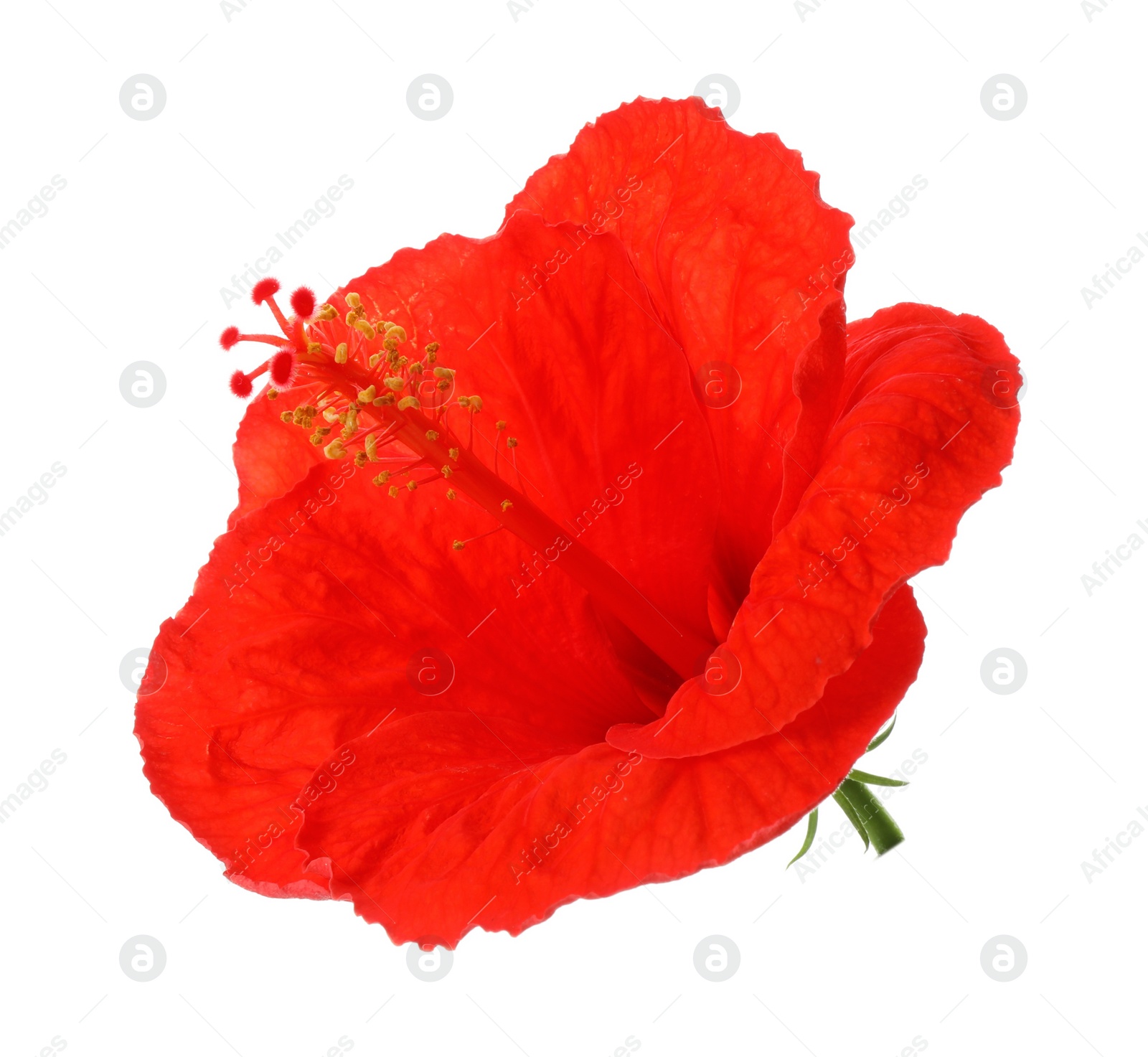 Photo of Beautiful red hibiscus flower isolated on white