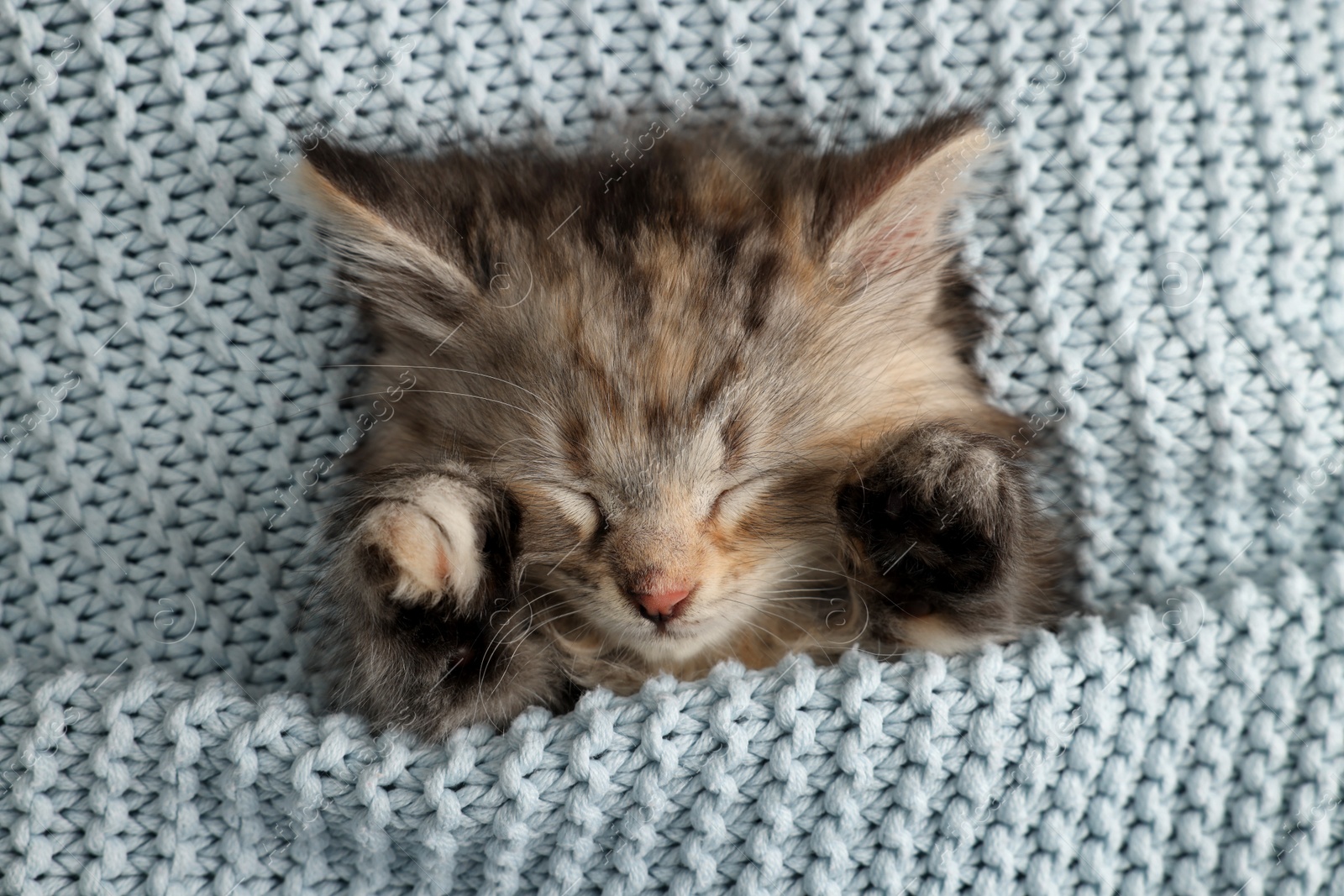 Photo of Cute kitten sleeping in light blue knitted blanket, top view