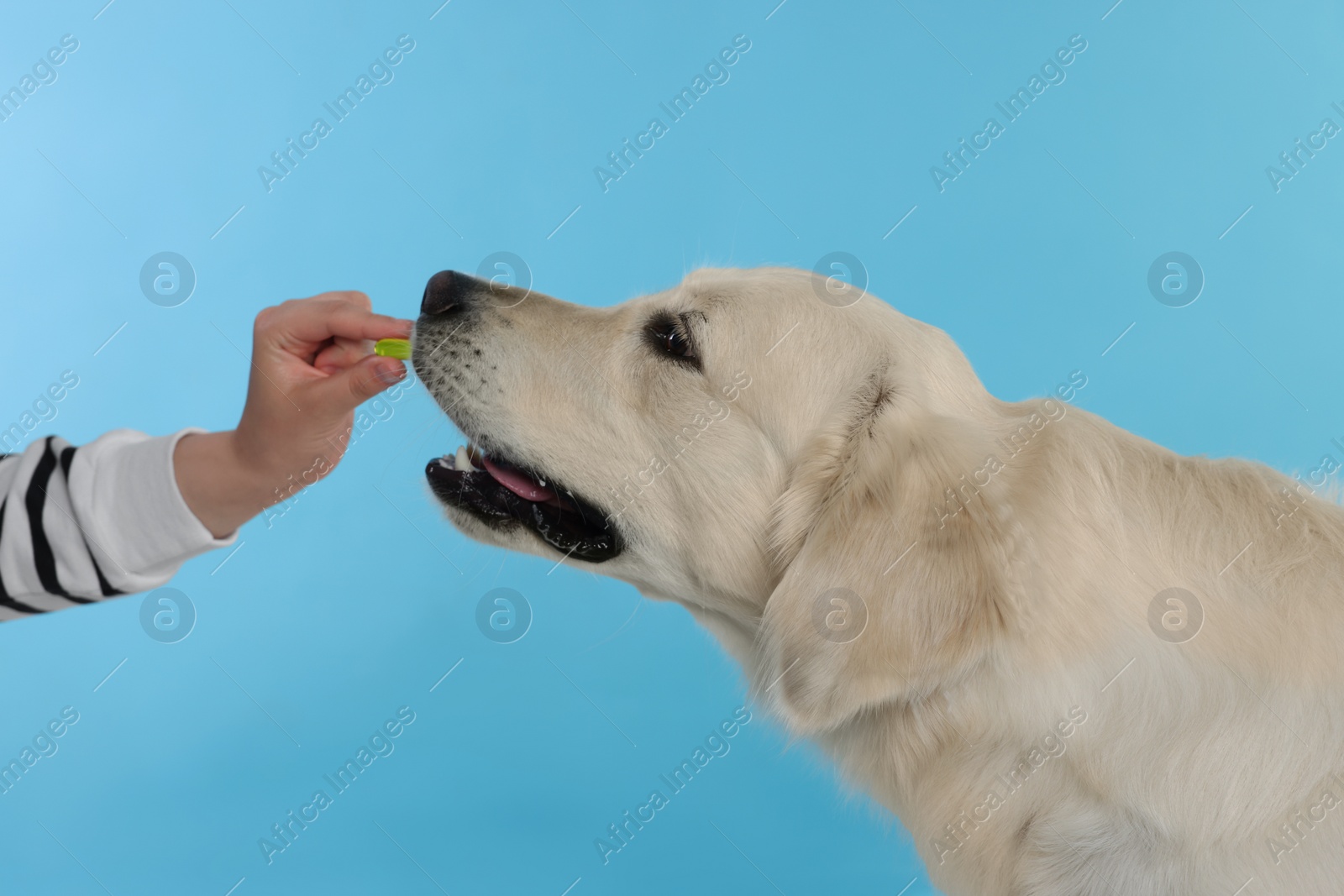 Photo of Woman giving pill to cute Labrador Retriever dog on light blue background, closeup