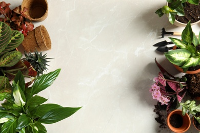 Flat lay composition with pots, home plants and gardening tools on light background. Space for text