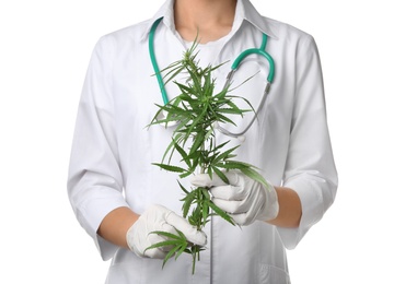 Photo of Doctor holding plant of medical hemp on white background, closeup